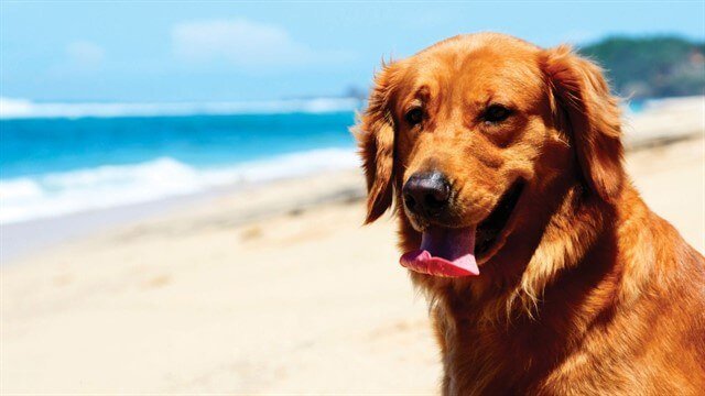 Deniz manzarasında poz veren bir Golden köpeğimiz.