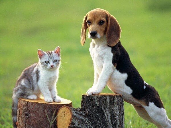 Beagler köpekler eğitildiği takdirde sosyal yaşama kolay entegre olur.