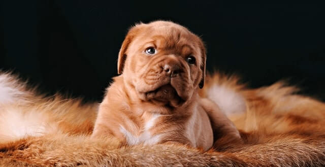 Fransız Mastiff, asil duruşuyla dikkat çeken bir köpek ırkıdır.