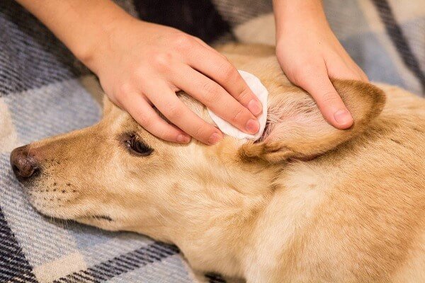 Köpeklerde sık görülen hastalıklardan biri de kulak enfeksiyonudur.