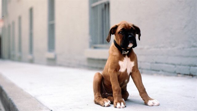 Boxer köpek ırkı, 2. Dünya Savaşı sonrasında popülaritesini artıran köpek ırklarından biridir.