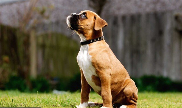 Boxer köpekler, polis ve bekçi köpeği olarak kullanılabilir.