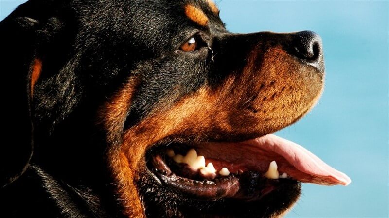 Sadık, itaatkar ve zeki, Rottweiler köpek ırkını tanımlayan sözcüklerdir.