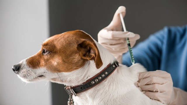Köpeklerde aşılama, distemper başta olmak üzere birçok hastalık için en önemli koruyucu önlemdir.