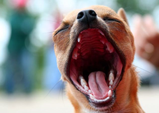 Köpeklerde ağız kokusu birçok farklı nedene bağlı olarak. görülebilir.