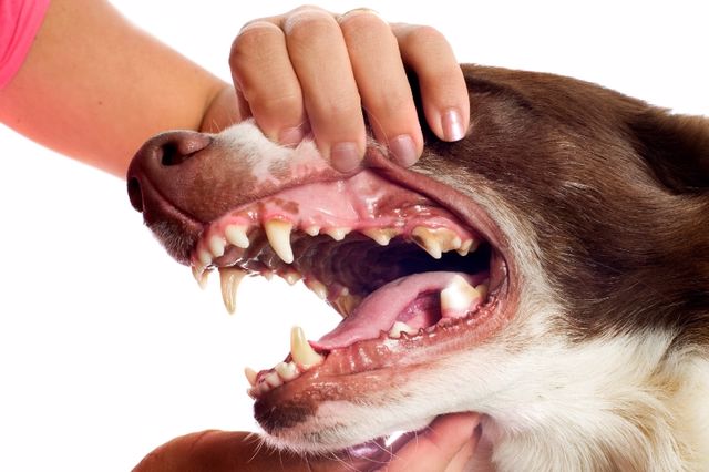Köpeklerde düzenli ağız bakımı ile kokunun giderilmesi mümkündür.